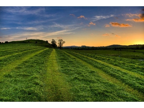 Slide32.jpg Picture of a green field